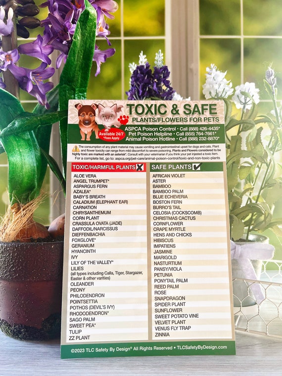 Toxic Vs Safe Houseplants for Cats: Essential Guide