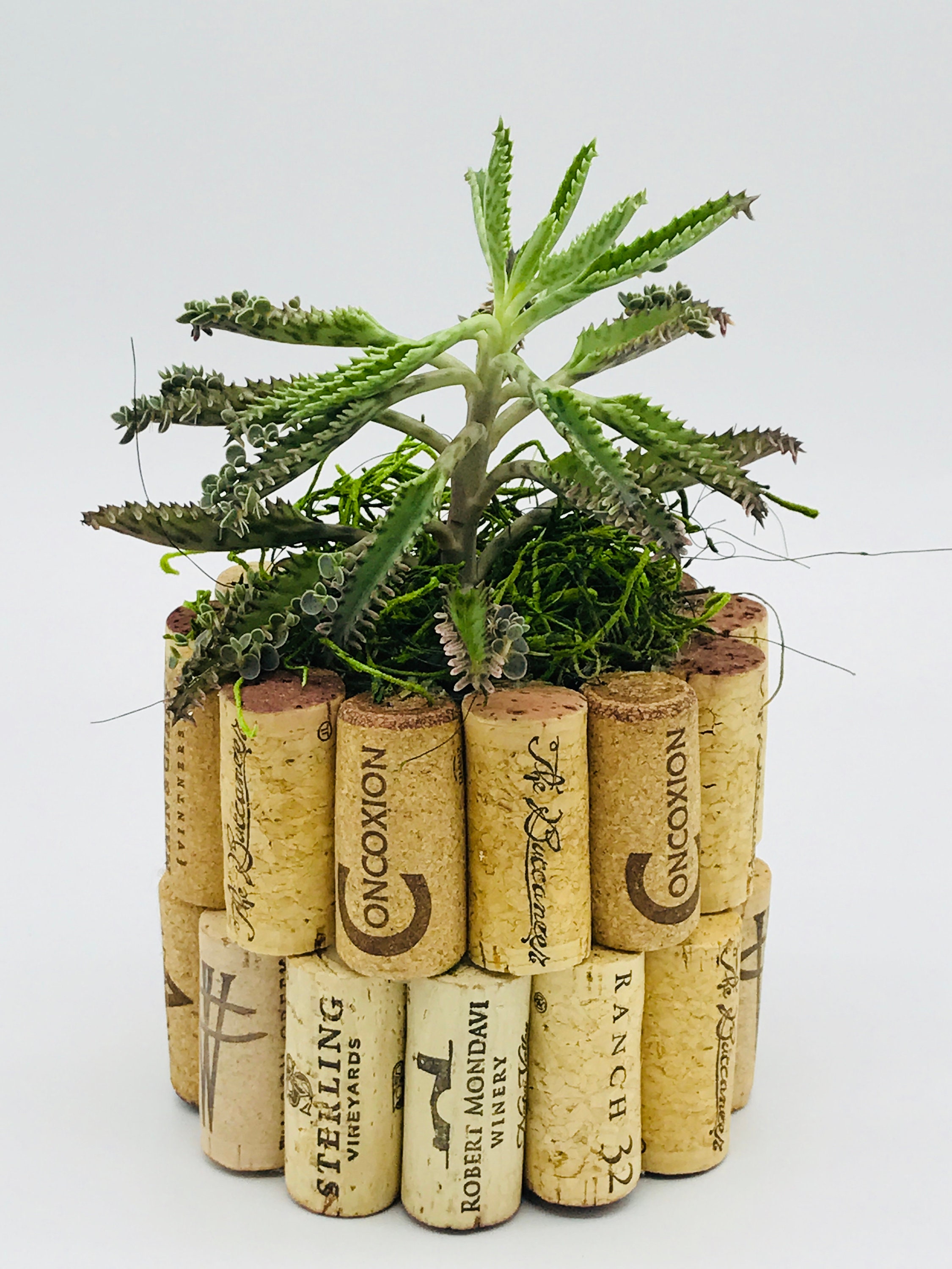 Wine Cork Planter with plant Etsy