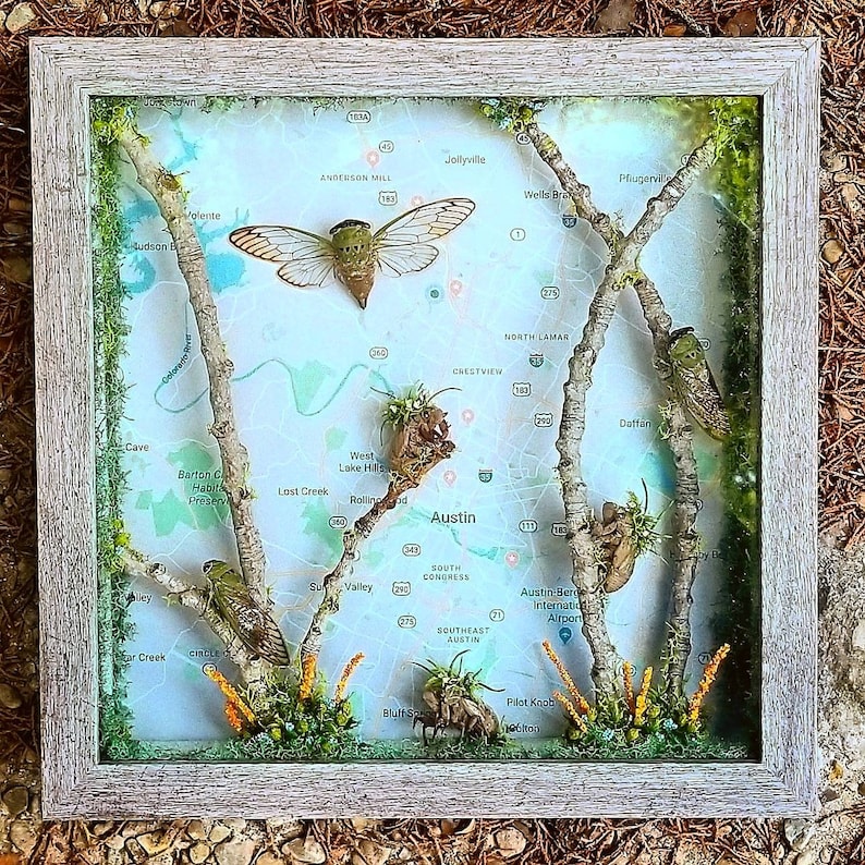 3 Cicadas and Shells with Austin Map Gray Shadow Box Frame Superb Green Cicada Unique Art Insect Art Original Wall Decor Map of Texas