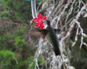 Feeder Tube Etsy