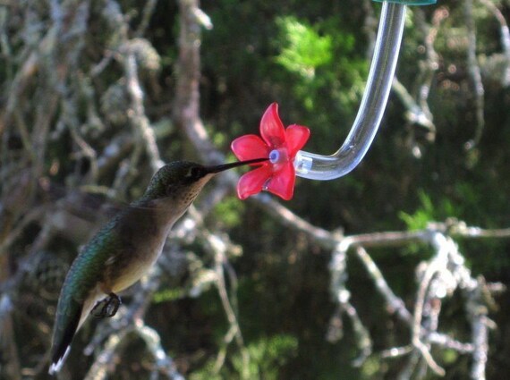 Hummingbird Feeder Tube Sr Set Of 10 Etsy