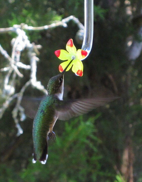 Hummingbird Feeder Tubes Sm24 Set Of 24 Etsy