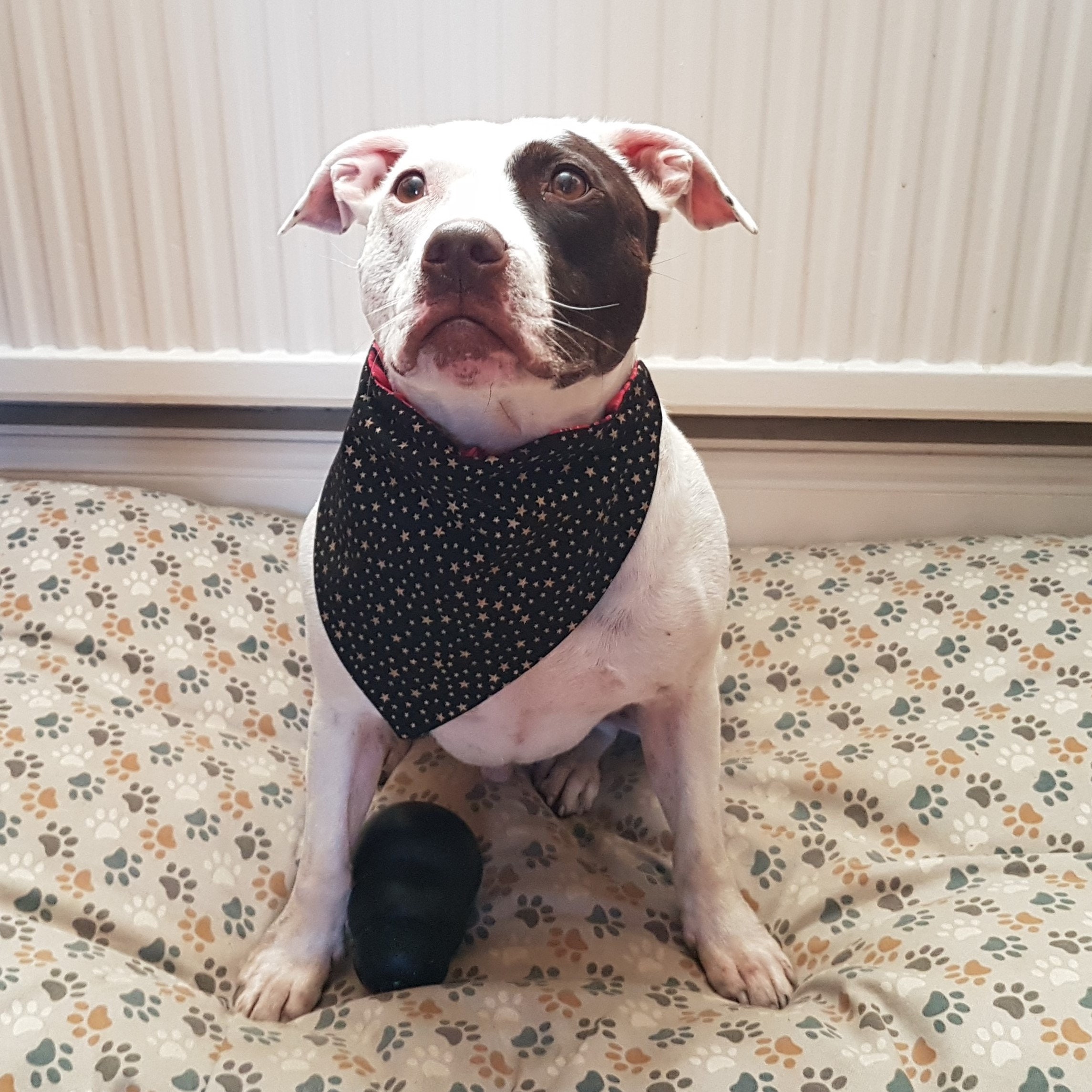 Etsy dog bandana uk Clearance