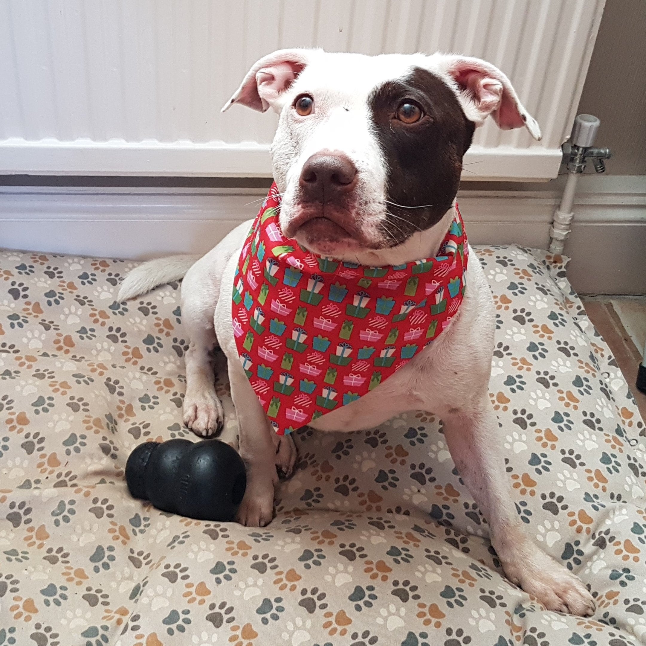 dog neckerchief christmas