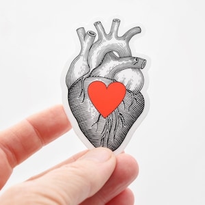 Anatomical Heart Sticker - Perfect for laptops, notebooks and water bottles. :)