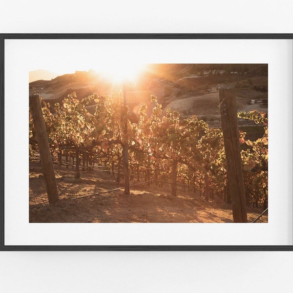 Vineyard Photography Print, Paso Robles art autumn vineyard prints California wine country photo dining bar art sunset winery color photo