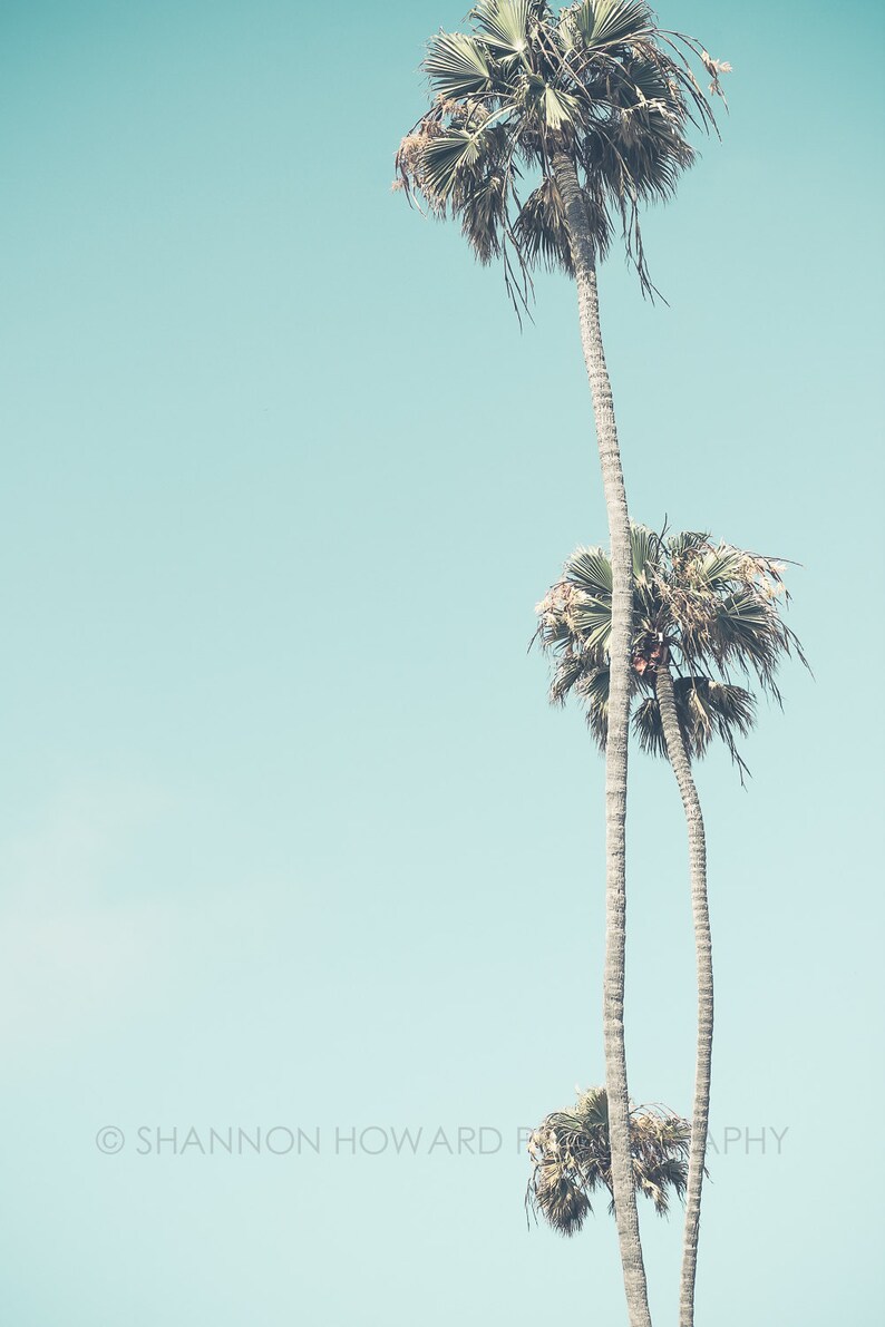 May include: Two tall palm trees against a light blue sky. The trees are silhouetted against the sky, with their fronds reaching up towards the top of the image. The sky is a soft, pastel blue.