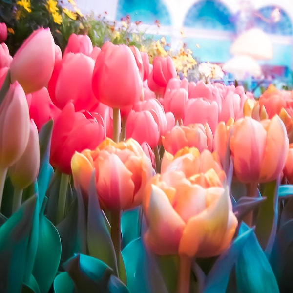 Nursery Art-Flower Photography-pink-cheerful-bright-tulip-Nursery Decor--8x10 Luster Print-"Fairytale"