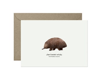 Short-beaked Echidna - Fauna of Lutruwita/Tasmania - C6 Greeting Card