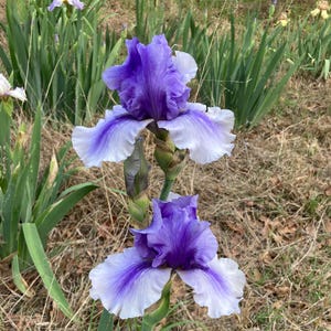 Electric Shock Iris Rhizome, Iris Bulb, Blue Iris
