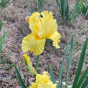 Dorothea Marquart Iris Rhizome, Yellow Iris, Iris bulb