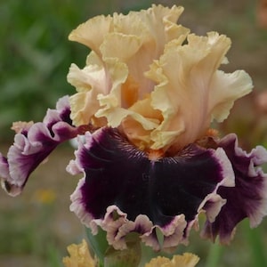 Iris 'Dazzle' Rhizome, Iris Bulb, Tall Bearded Iris Root