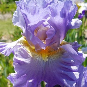 Juke Box Hero Iris Rhizome, Iris Root Bulb, Tall Bearded Iris, Blue Iris