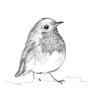 Robin Giclee Print from a hand drawn illustration - Robin drawing - Robin Print - Garden bird print - Garden Bird Art -