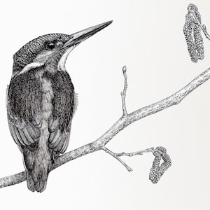 Kingfisher - giclee print from an original fine line Japanese ink drawing -