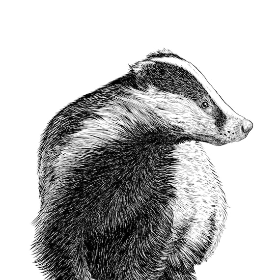 Dachs-Giclée-Druck, handgezeichnete Illustration, Tierkunst - Etsy.de