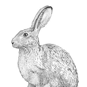 Hare Giclee Print from a hand drawn illustration - Hare drawing - Hare Print -
