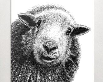 Herdwick-Schaf-Giclée-Druck – Japanische Tuschezeichnung