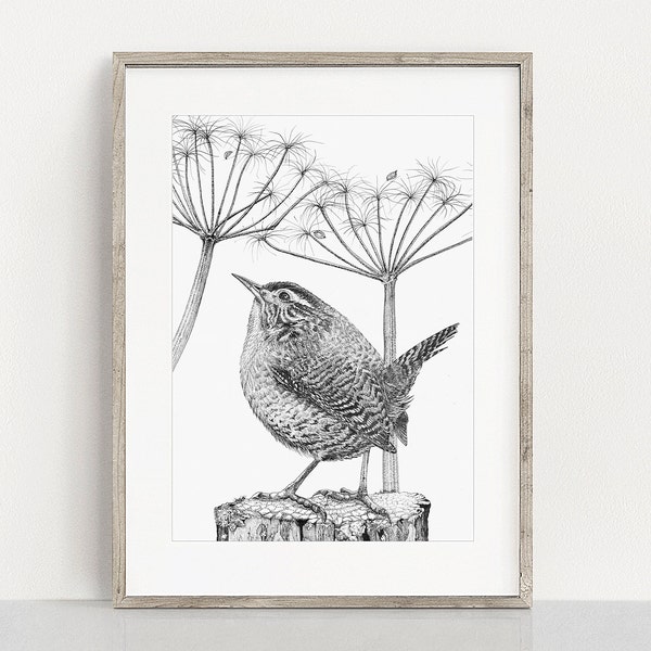 Wren  - Giclee Art Print from an original ink drawing, Wren wall art, Garden Bird Art Print