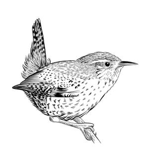 Wren Giclee Print from a hand drawn illustration - Wren drawing - Wren Print - Garden bird print - Garden Bird Art -