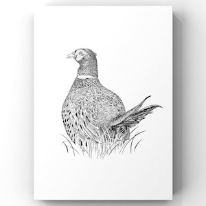 Pheasant Giclee Print from a hand drawn illustration - Pheasant drawing - Pheasant Print -