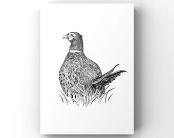 Pheasant Giclee Print from a hand drawn illustration - Pheasant drawing - Pheasant Print -