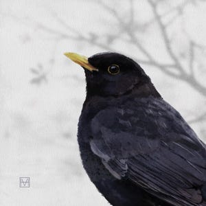 Blackbird, Giclee print of an original painting, British garden birds