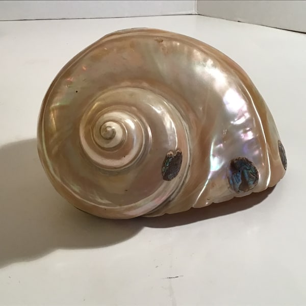 Large Turbo Marmoratus Iridescent Seashell—Vintage 1 Pound 8 Oz.