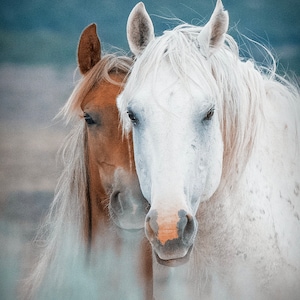 Just Peeking -  Wild Horses - Fine Art Photograph on Hahnemühle Cotton Rag Paper (Vertical)