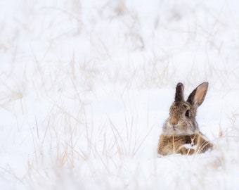 Snow Bunny - Fotografía de bellas artes en papel Hahnemuhle Torchon