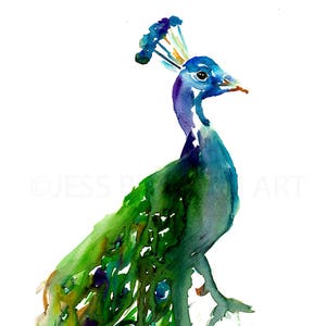 Peacock Watercolor Print Priscilla the Peacock by Jess Buhman, Multiple Sizes, Wall Art, Bird Painting, Home Decor, Choose Your Size image 2