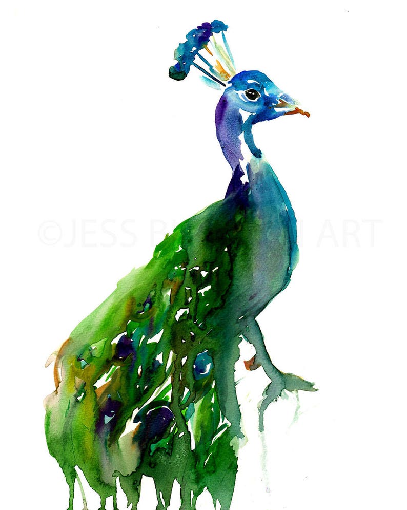 Peacock Watercolor Print Priscilla the Peacock by Jess Buhman, Multiple Sizes, Wall Art, Bird Painting, Home Decor, Choose Your Size image 2