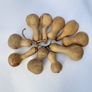 Mini calebasses séchées et lavées Micro lot de 10