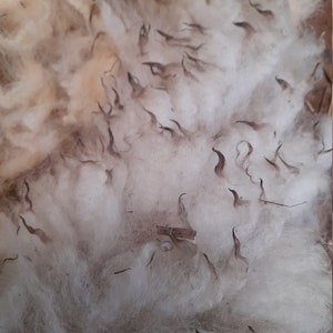 Exmoor Horn (Unwashed) Fleece  for Spinning and Crafts 200g