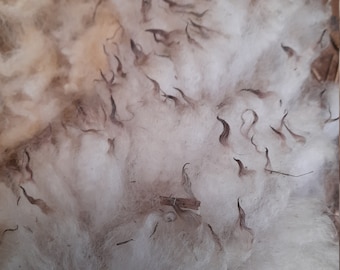 1 X large Exmoor Horn Full Fleece