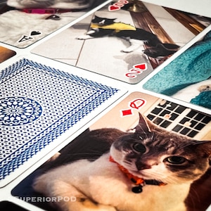 May include: A close-up of a playing card with a blue and white pattern on the back. The card is a Queen of Diamonds. The card is lying on top of a photo of a gray and white cat with a red collar.