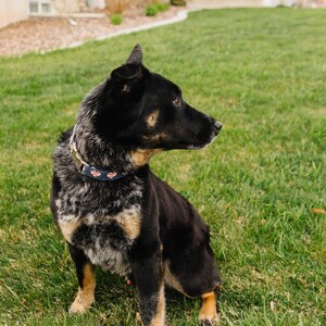 Puede incluir: Un perro negro y marr&oacute;n con un collar estampado en azul y rojo se sienta en la hierba verde, mirando hacia la derecha. Una pelota de b&eacute;isbol blanca est&aacute; en primer plano.