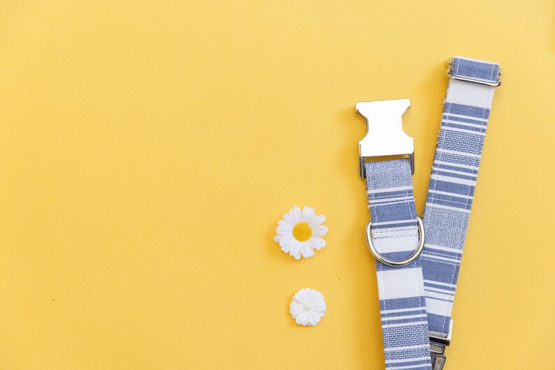 May include: A blue and white striped dog collar with a silver buckle and a silver D-ring. Two white daisies are on a yellow background.
