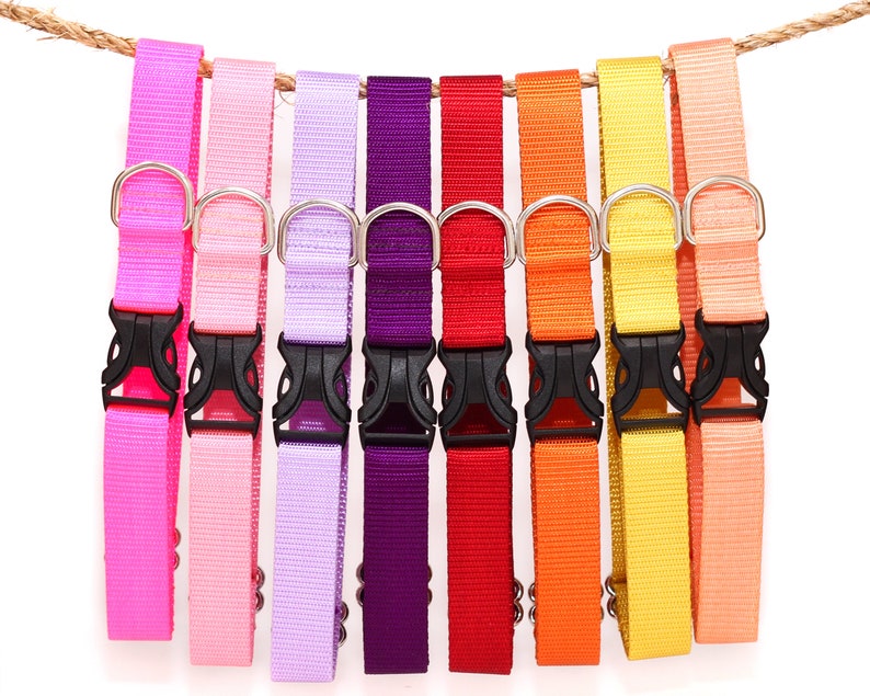 May include: Assortment of ten colorful dog collars with silver metal D-rings and black plastic buckles. The collars are arranged in a row, hanging from a rope.