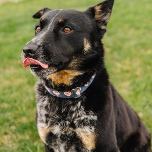 Puede incluir: Un perro negro y marr&oacute;n con un collar azul con corazones blancos y pelotas de b&eacute;isbol. El perro est&aacute; sentado en la hierba verde y tiene la lengua fuera.