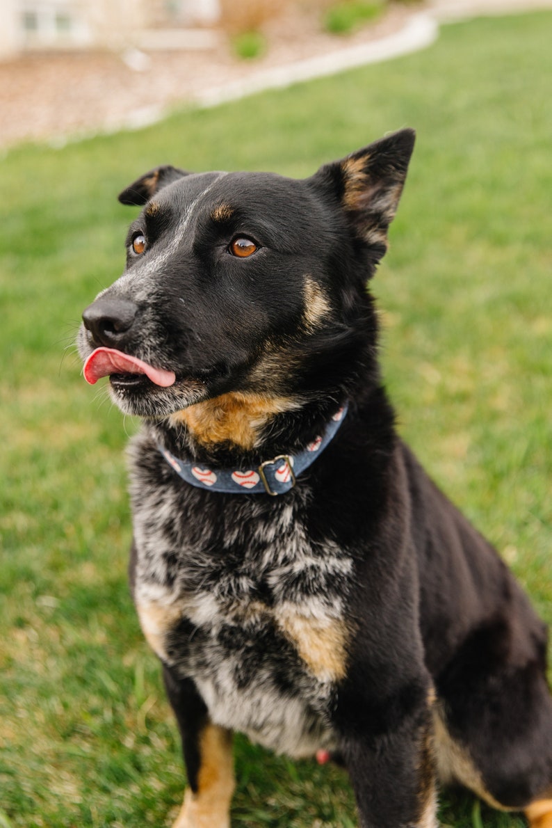 Puede incluir: Un perro negro y marr&oacute;n con un collar azul con corazones blancos y pelotas de b&eacute;isbol. El perro est&aacute; sentado en la hierba verde y tiene la lengua fuera.