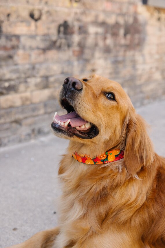 Jack O Lantern Dog Collar Pumpkin Dog Collar Halloween Pumpkin Dog Collar Halloween Dog Collar Fall Dog Collar Orange Pumpkin Zaley