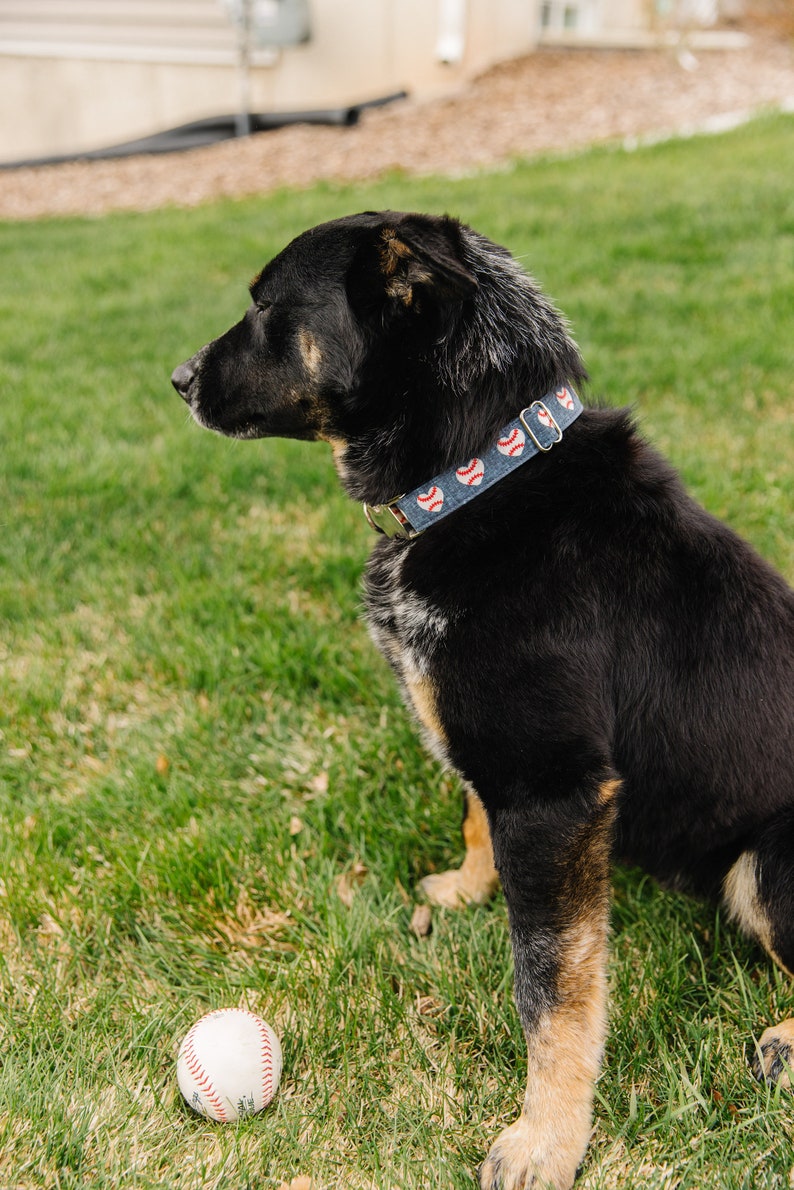 Puede incluir: Un perro negro y marr&oacute;n con un collar azul y rojo con tem&aacute;tica de b&eacute;isbol se sienta en la hierba verde con una pelota de b&eacute;isbol blanca delante de &eacute;l.