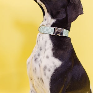 May include: A black and white dog wearing a light blue and white checkered dog collar with a silver buckle that says "Zaley Designs".