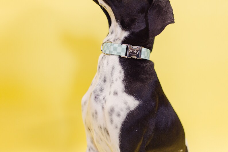 May include: A black and white dog wearing a light blue and white checkered dog collar with a silver buckle that says "Zaley Designs".