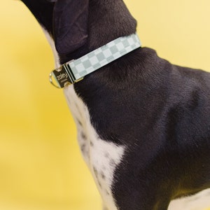 May include: A black and white dog wearing a light blue and white checkered dog collar with a silver buckle that says "zoley" on it.