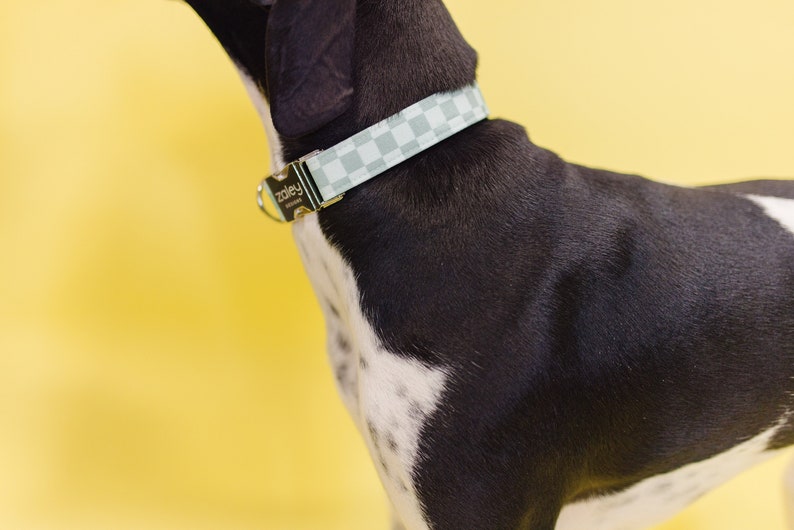 May include: A black and white dog wearing a light blue and white checkered dog collar with a silver buckle that says "zoley" on it.