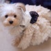 Owner of <a href='https://www.etsy.com/shop/YOYOPETFASHION?ref=l2-about-shopname&from_page=listing' class='wt-text-link'>YOYOPETFASHION</a>