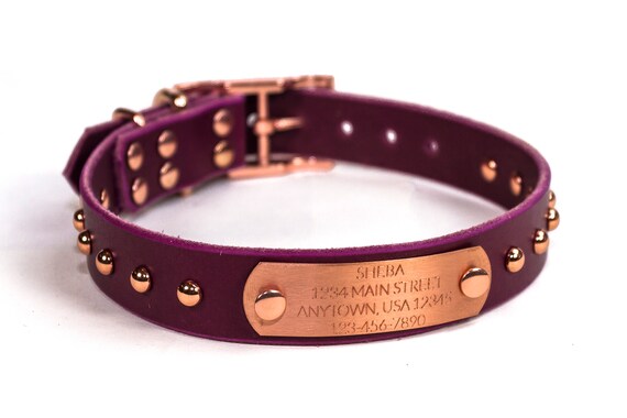 purple studded dog collar