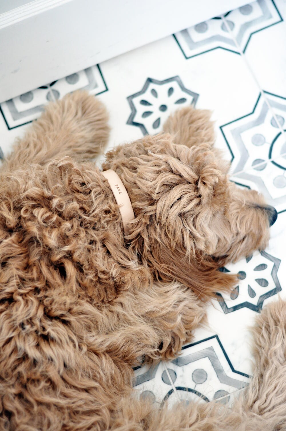 Leather Dog Collar Personalized Dog Collar Off White Etsy